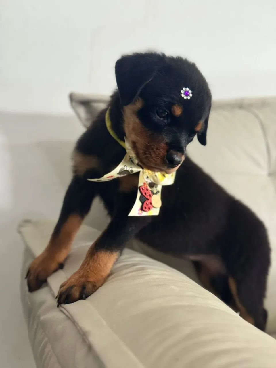 Rottweiler Macho 