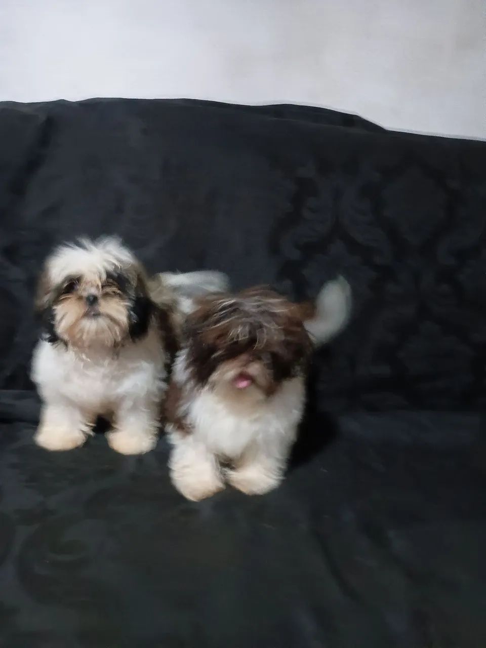 Vendo Shitzu 
