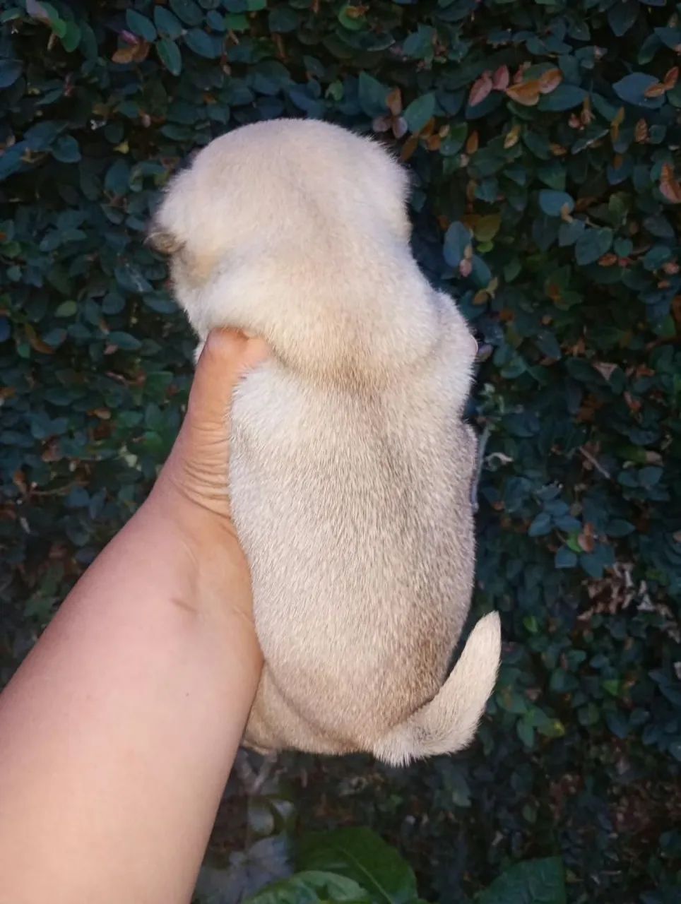 Macho de Pug disponível para entrega  - Foto 2