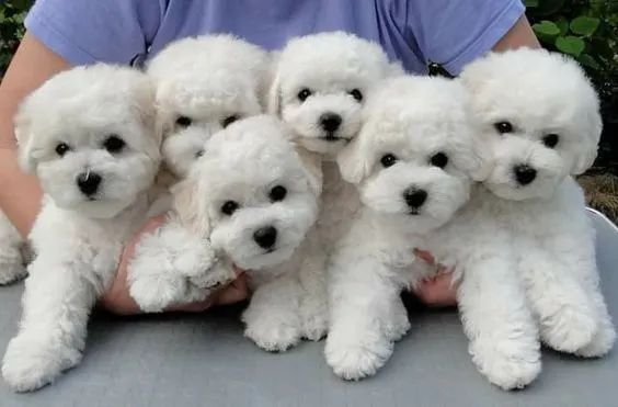 Bichon Frise Machos e Femeas