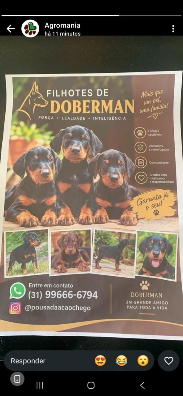 Filhote de doberman 