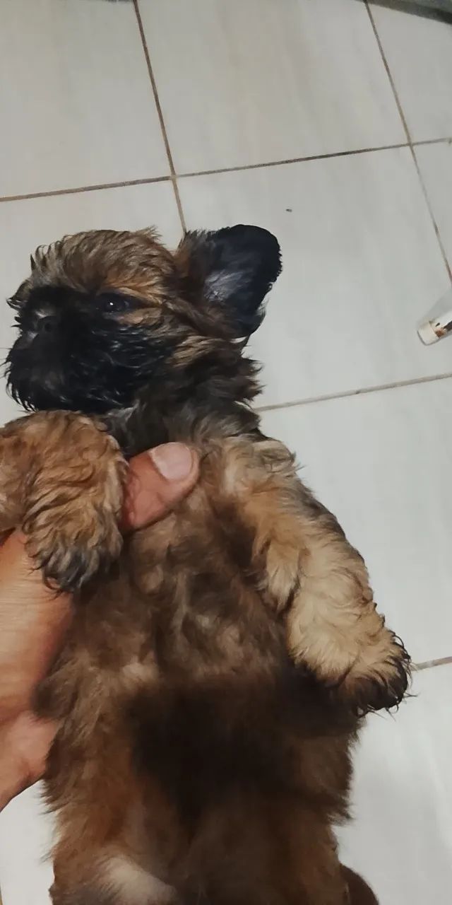 Filhotes de cachorro 