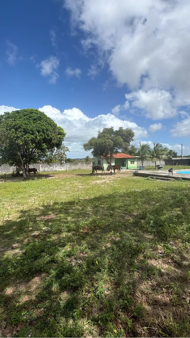 Granja no pium  - Foto 5