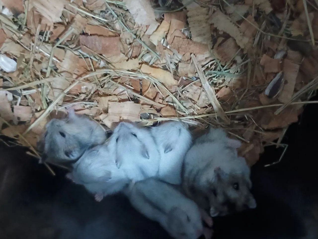 Hamisters - Foto 3