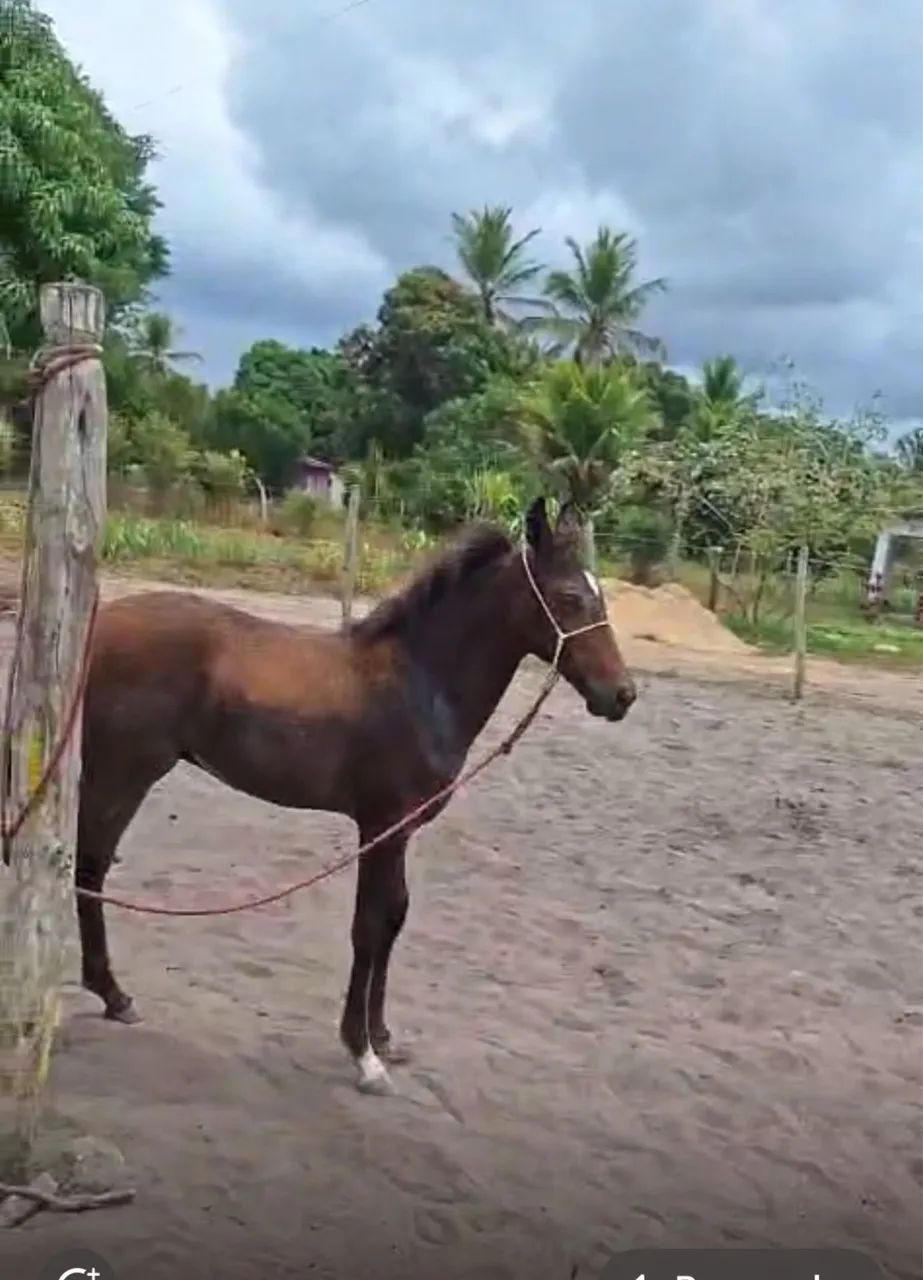 Vende - se Égua Manga Larga registrada com potro 4 meses no pé - Foto 5