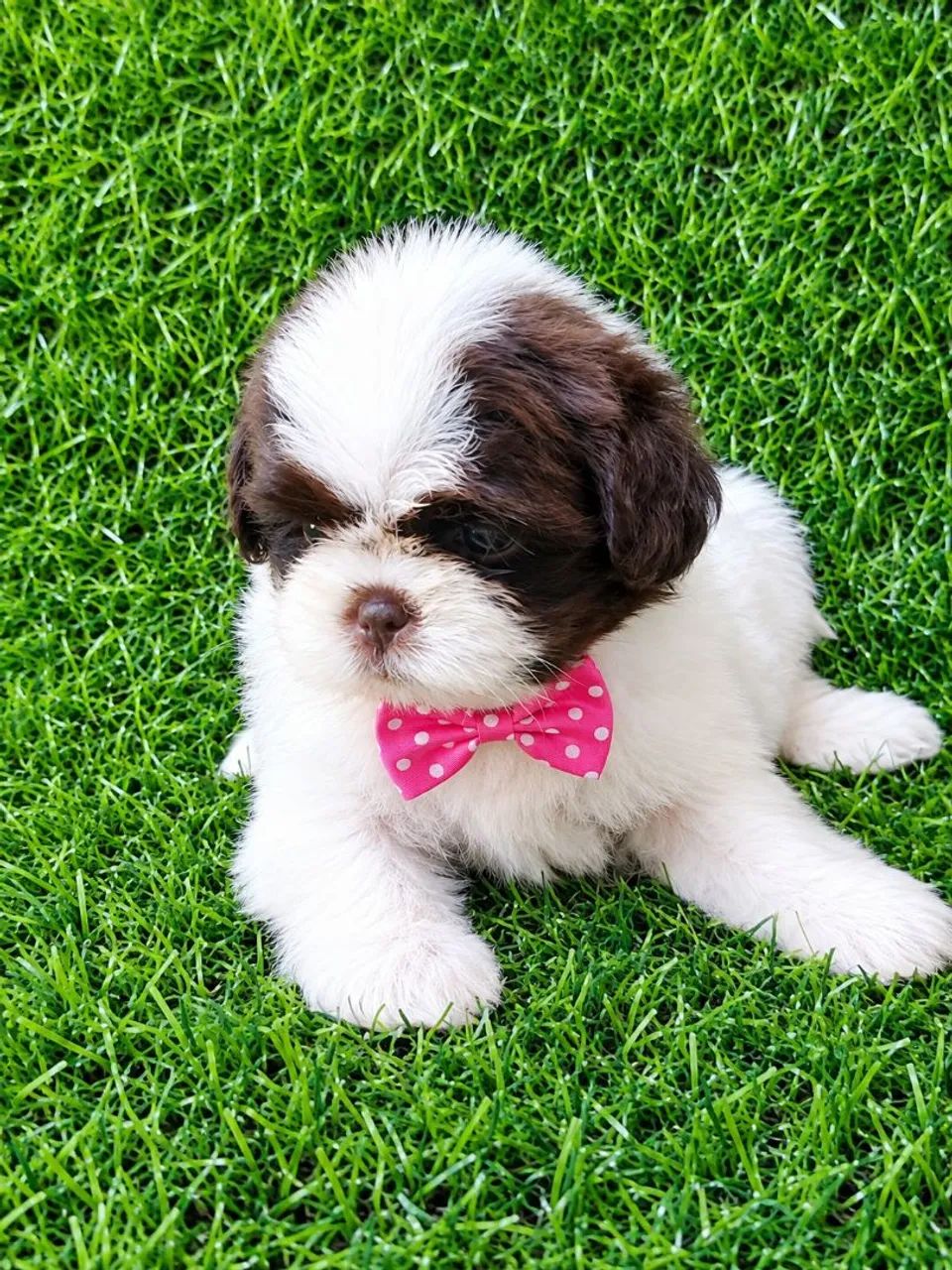 Shih-Tzu machos disponíveis  - Foto 4