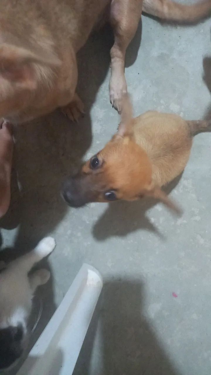 Cachorro porte pequeno - Foto 2