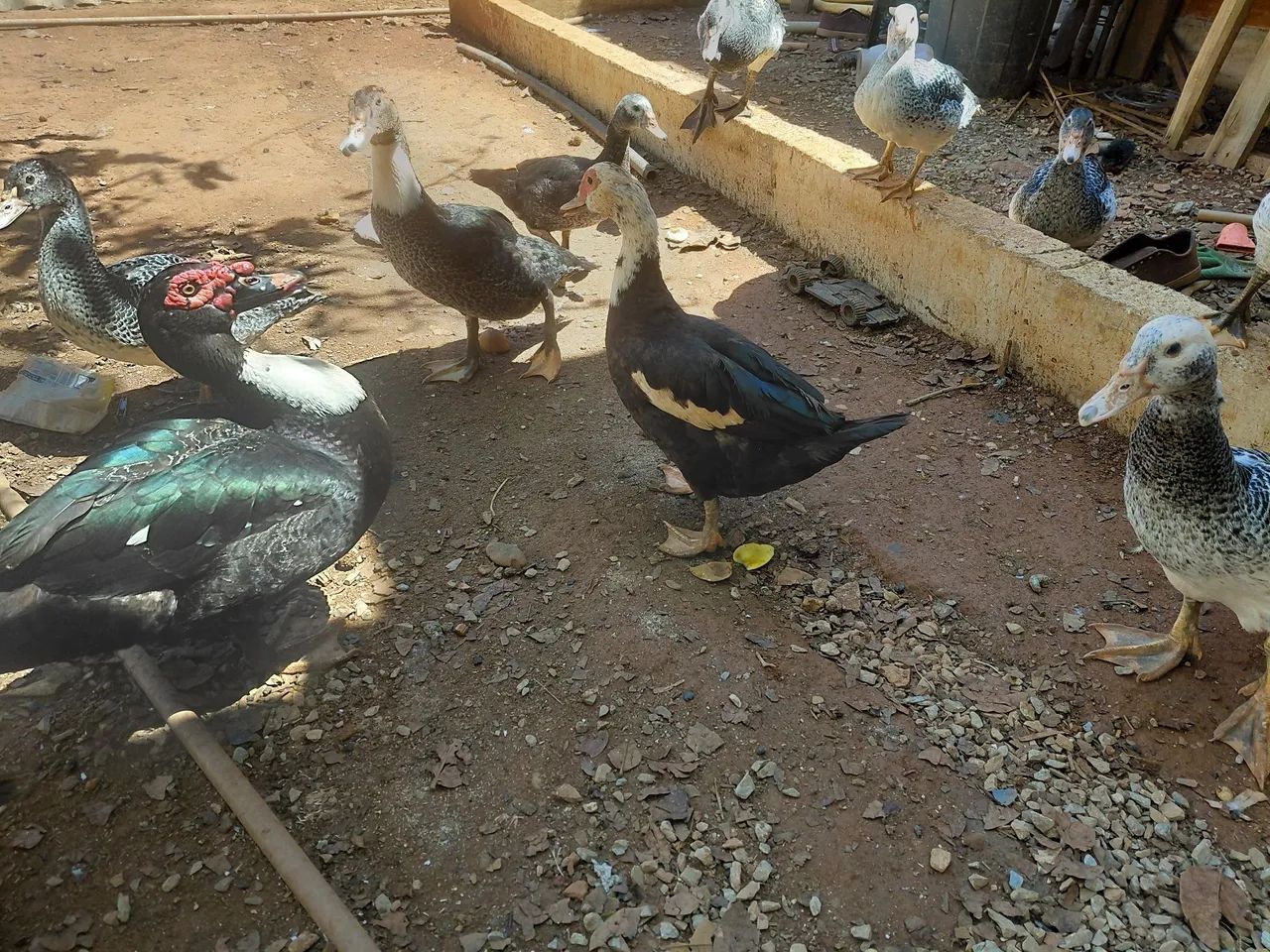 Patos  - Foto 5