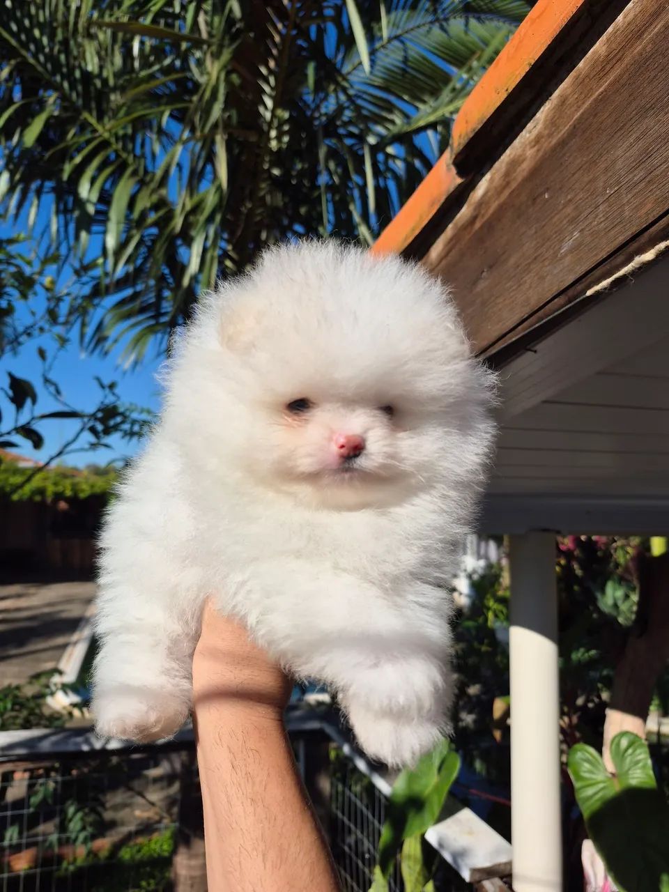 Spitz alemão 