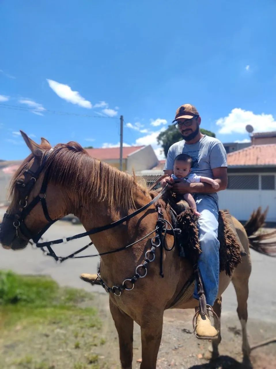 Cavalo Criolo  - Foto 2