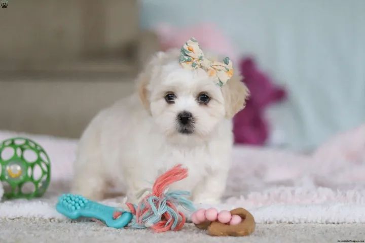 Lhasa Apso tranquilo - ótimo companheiro