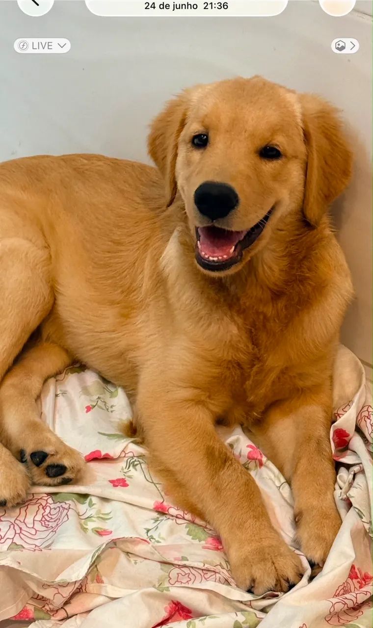 Cachorro Golden retriever 