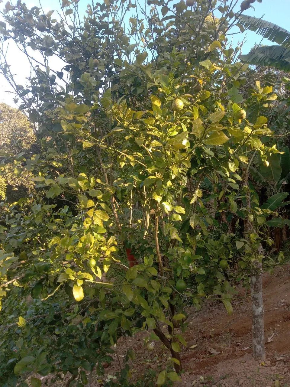 Vende-se essa chácara - Foto 3