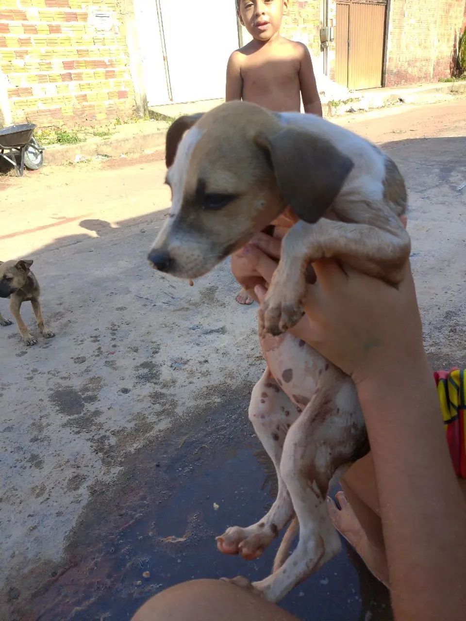 Cachorro ? - Foto 4