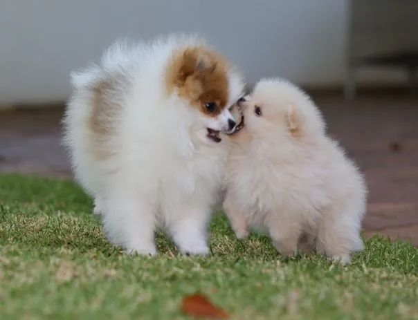- alemão Spitz ☆オークションに変更☆ 【PERRO正規品】ヘッドスパ対応型 m*i様 Cachorros OLX | 1501264719 Manaus Japiim, - 店舗用品