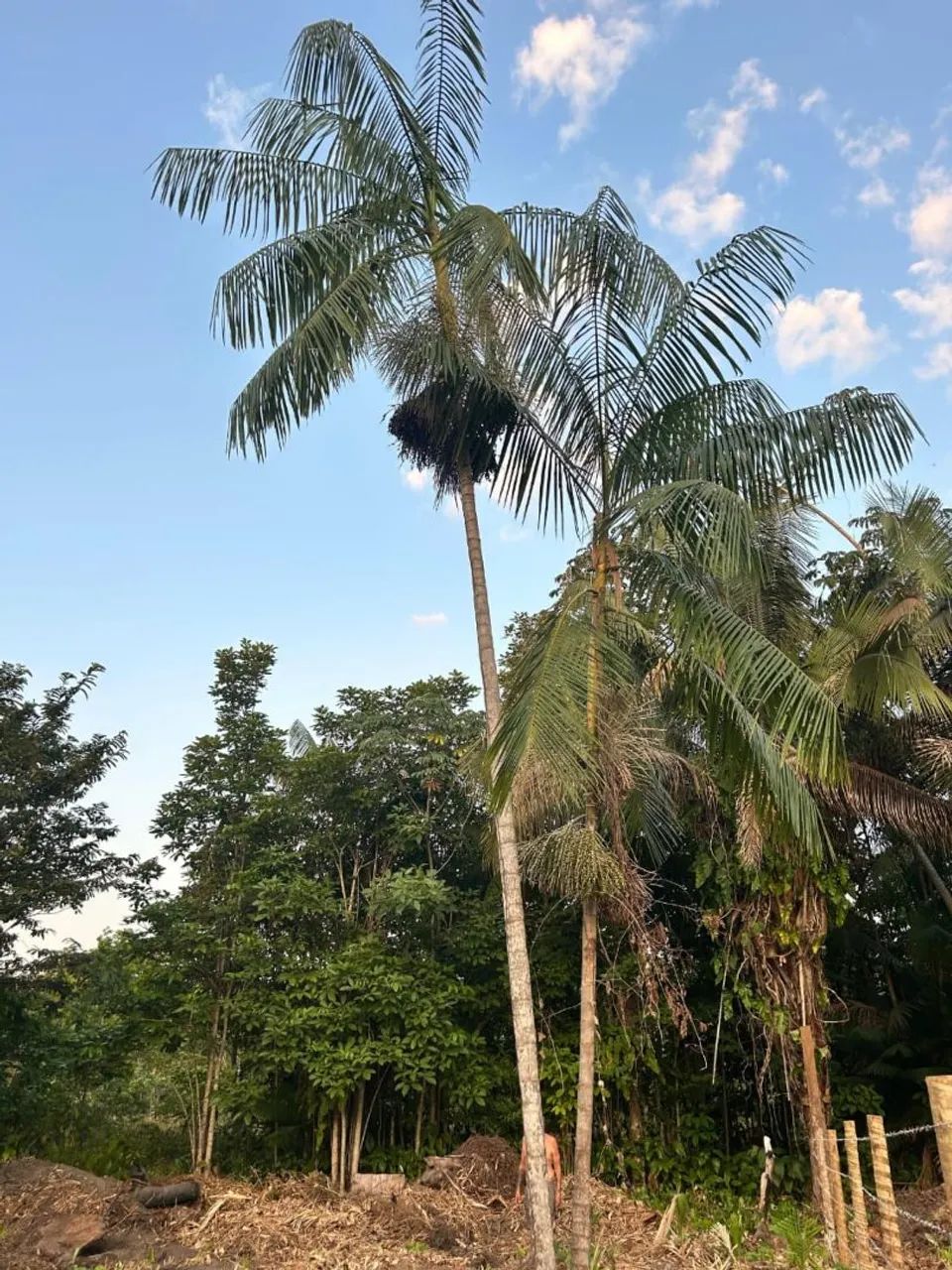 ÁREA PARA CHÁCARA  - Foto 2