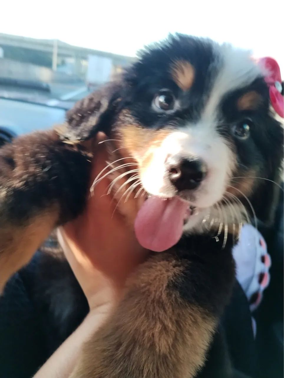 Bernese  - Foto 4