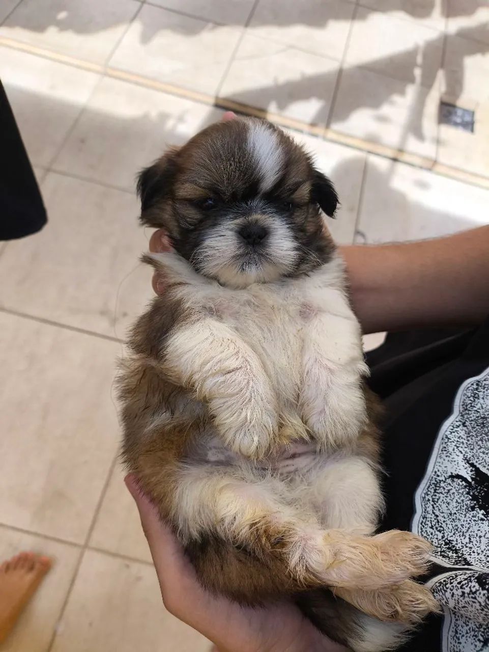 Shihtzus  - Foto 5