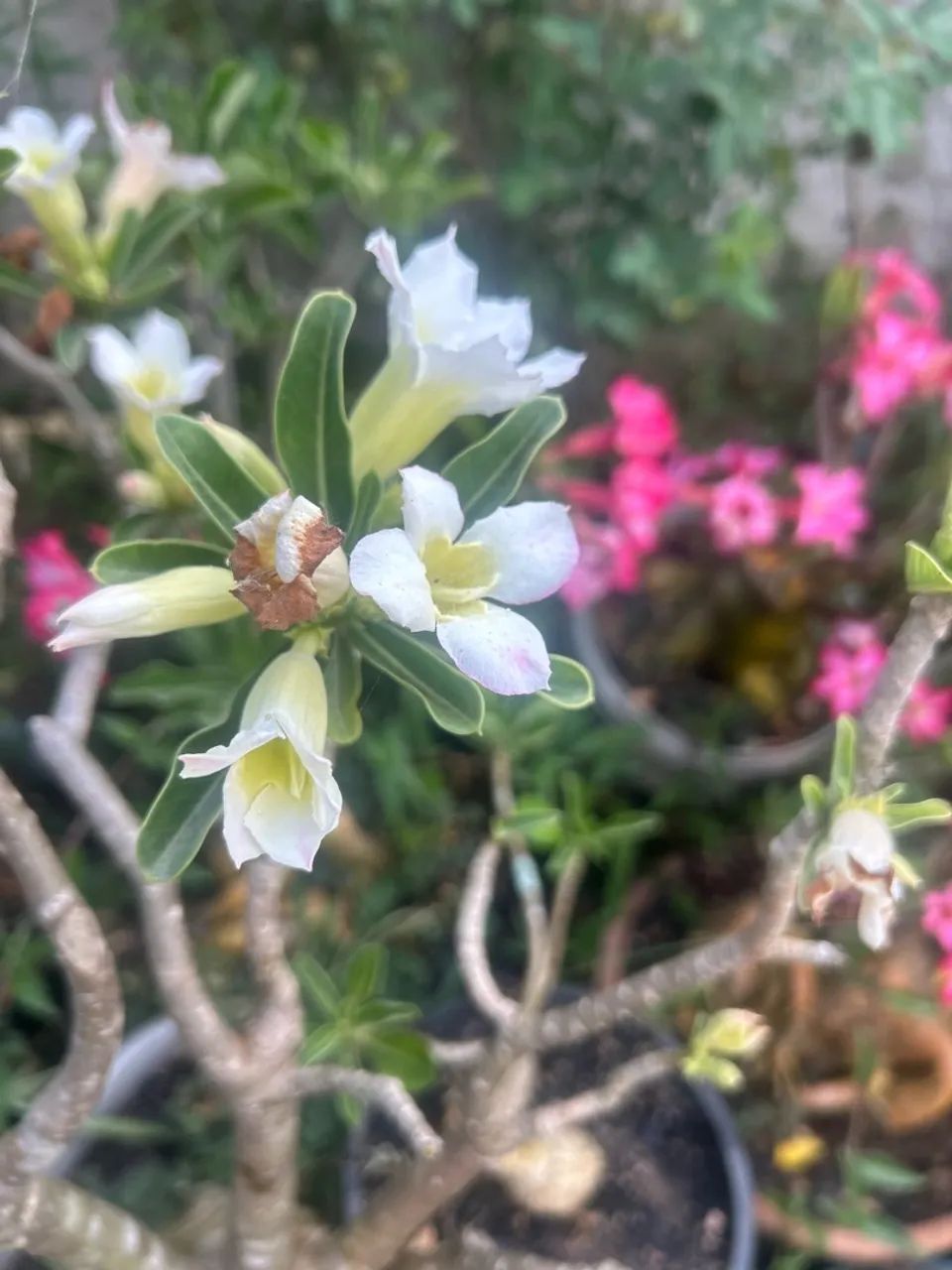 Rosa do deserto 