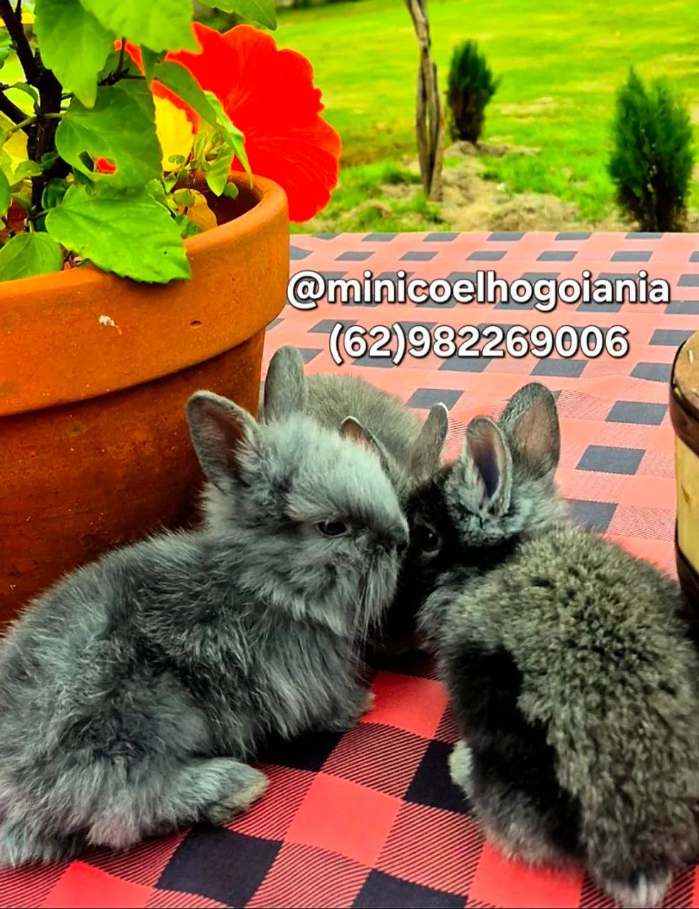Mini Coelho Anão Lionhead Olhos Azuis - Filhotes Muito Lindos em Goiânia - Foto 5
