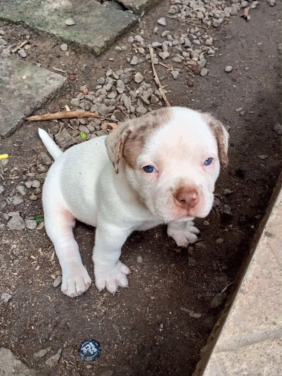 American bully - Foto 5