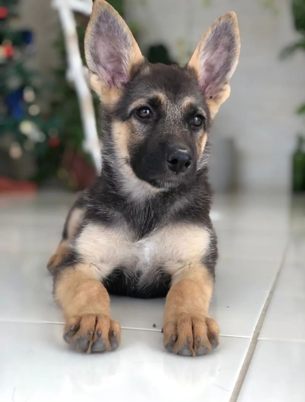 Pastor Alemão capa preta