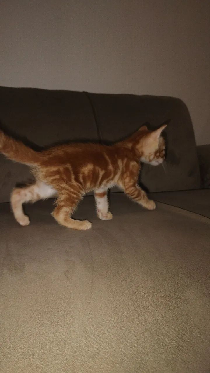 Doa-se filhotes de gato. - Foto 4