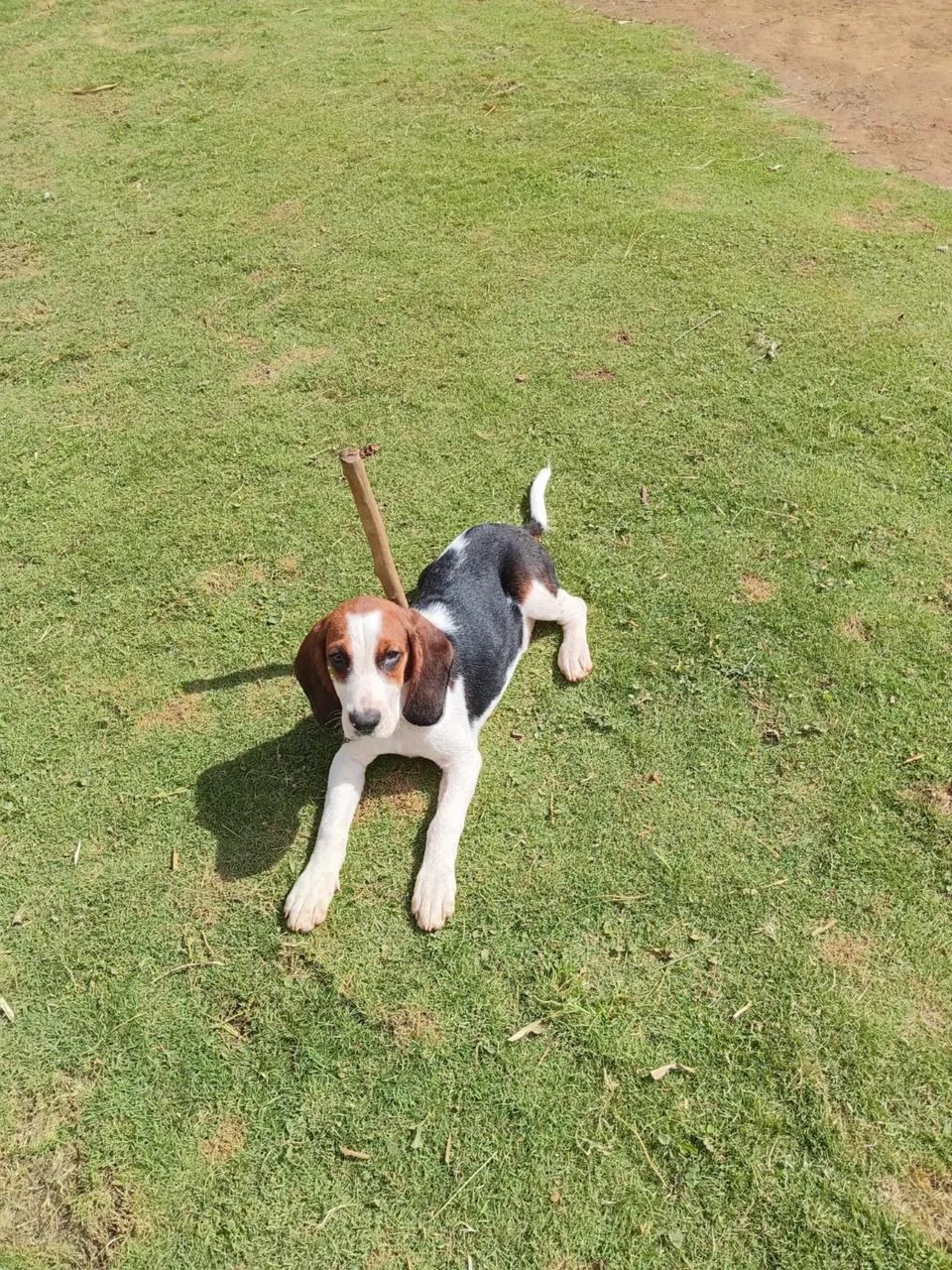 Cachorro - Foto 3