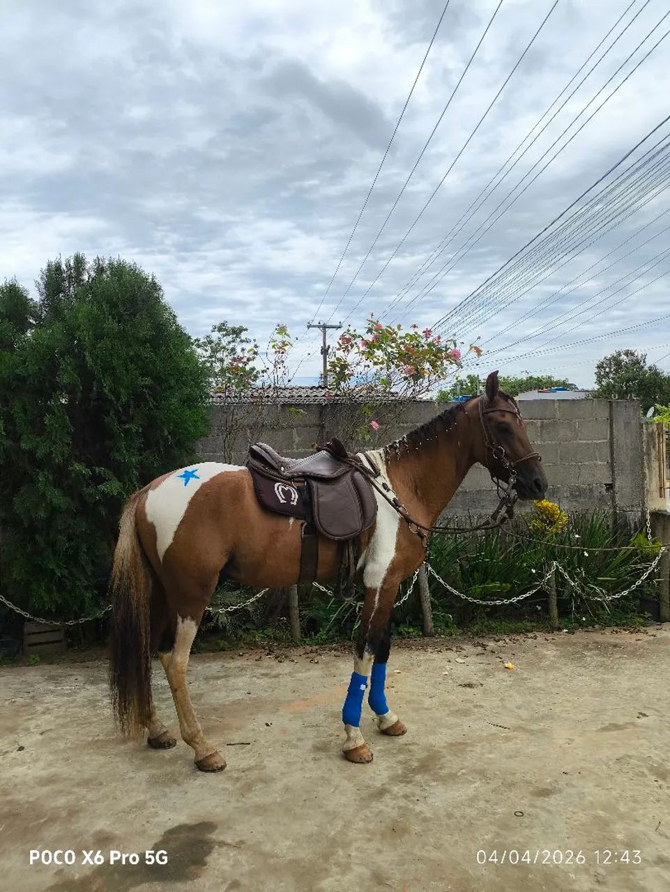 Vendo cavalo registrado pampa baio homozigoto  - Foto 2