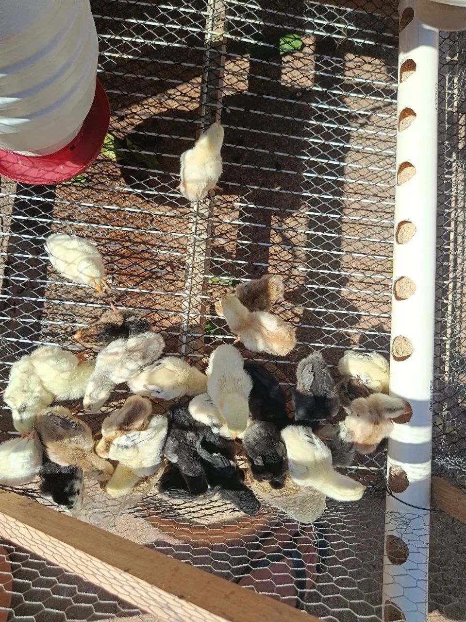 Pintinhos caipiras  - Foto 4