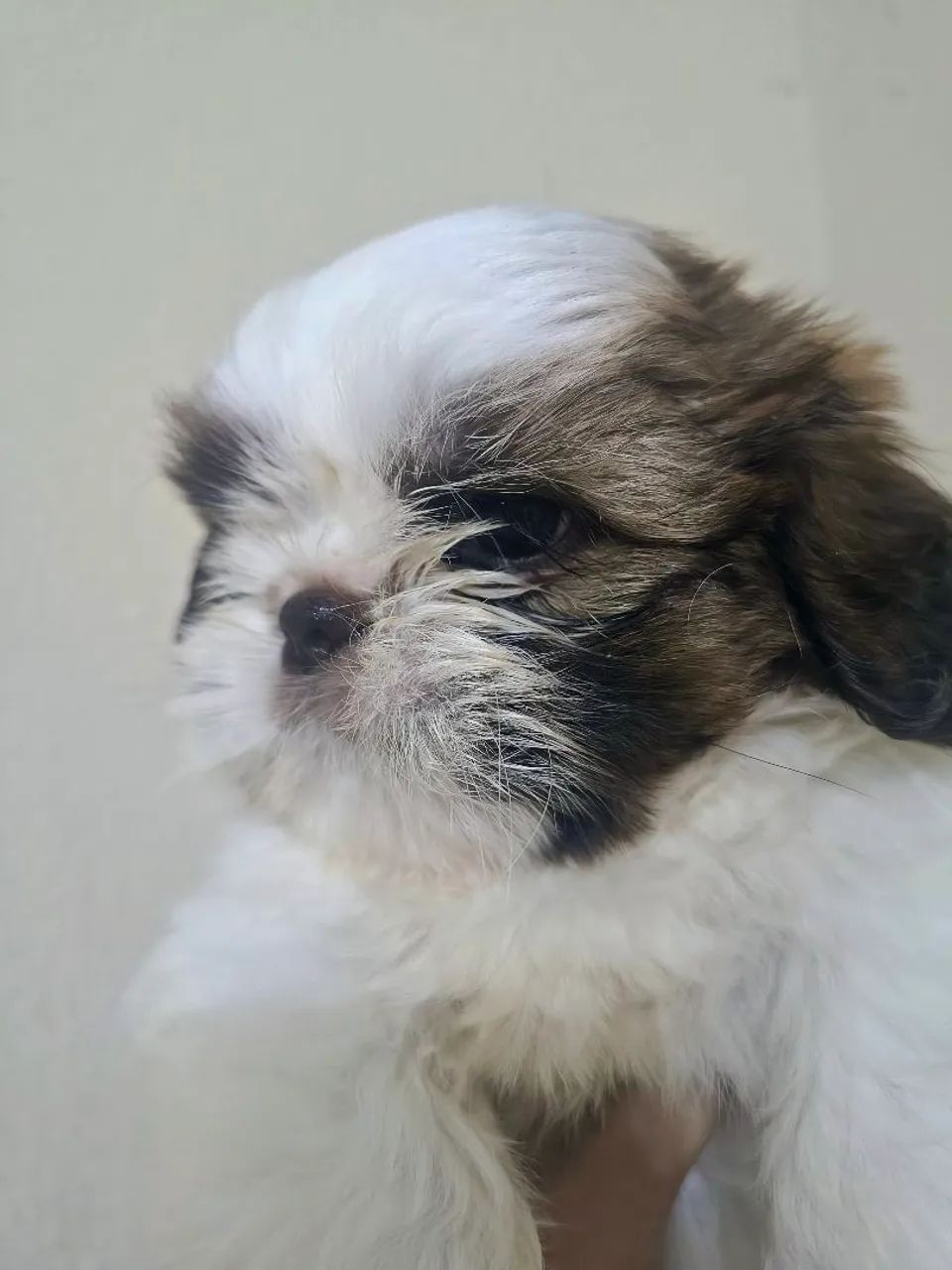 Shih tzu fêmea micro