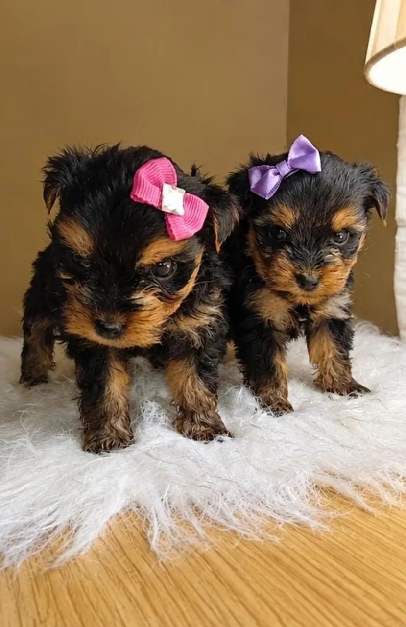Filhotes Yorkshire terrier Mini  - Foto 5