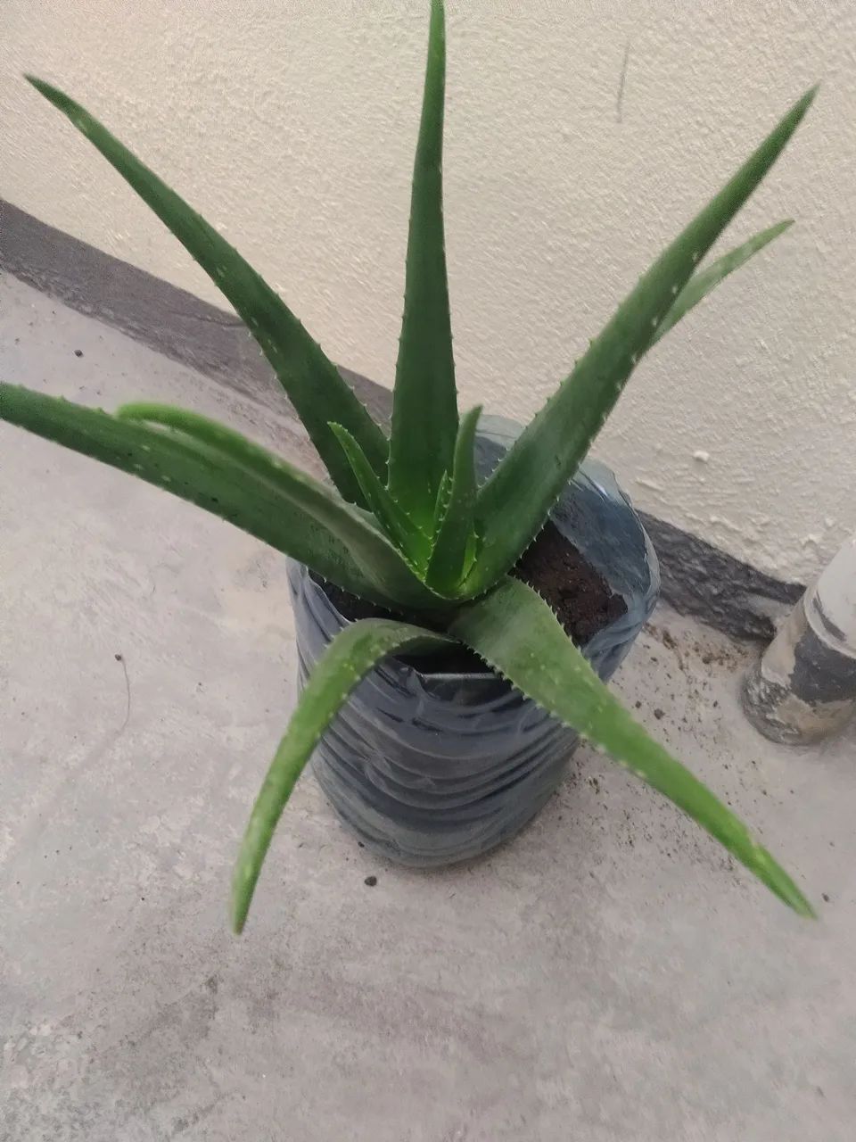 Vaso com 1 babosa  - Foto 2
