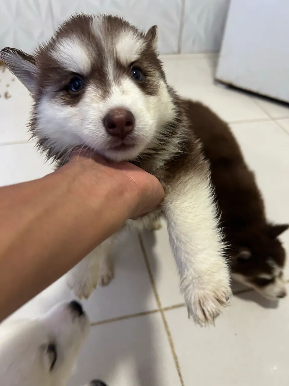 Vendo Husk siberiano  - Foto 2