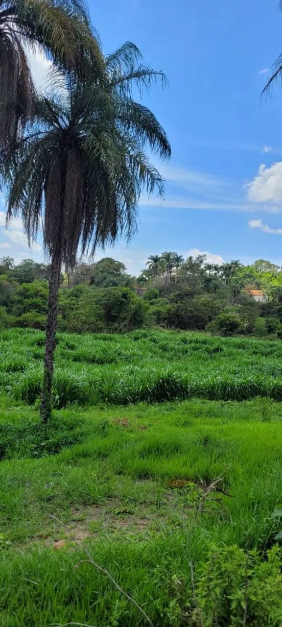 Mudas de capim açu.  - Foto 2