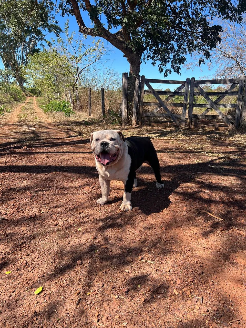 Buldogue Campeiro - Foto 2
