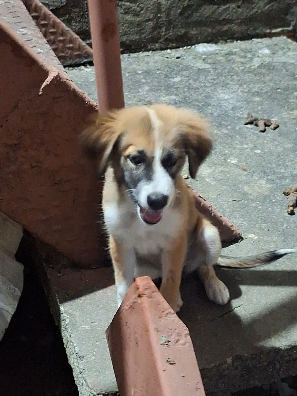 Doação de cachorra - Foto 5