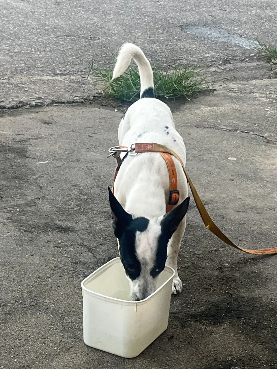 Cachorro  - Foto 4