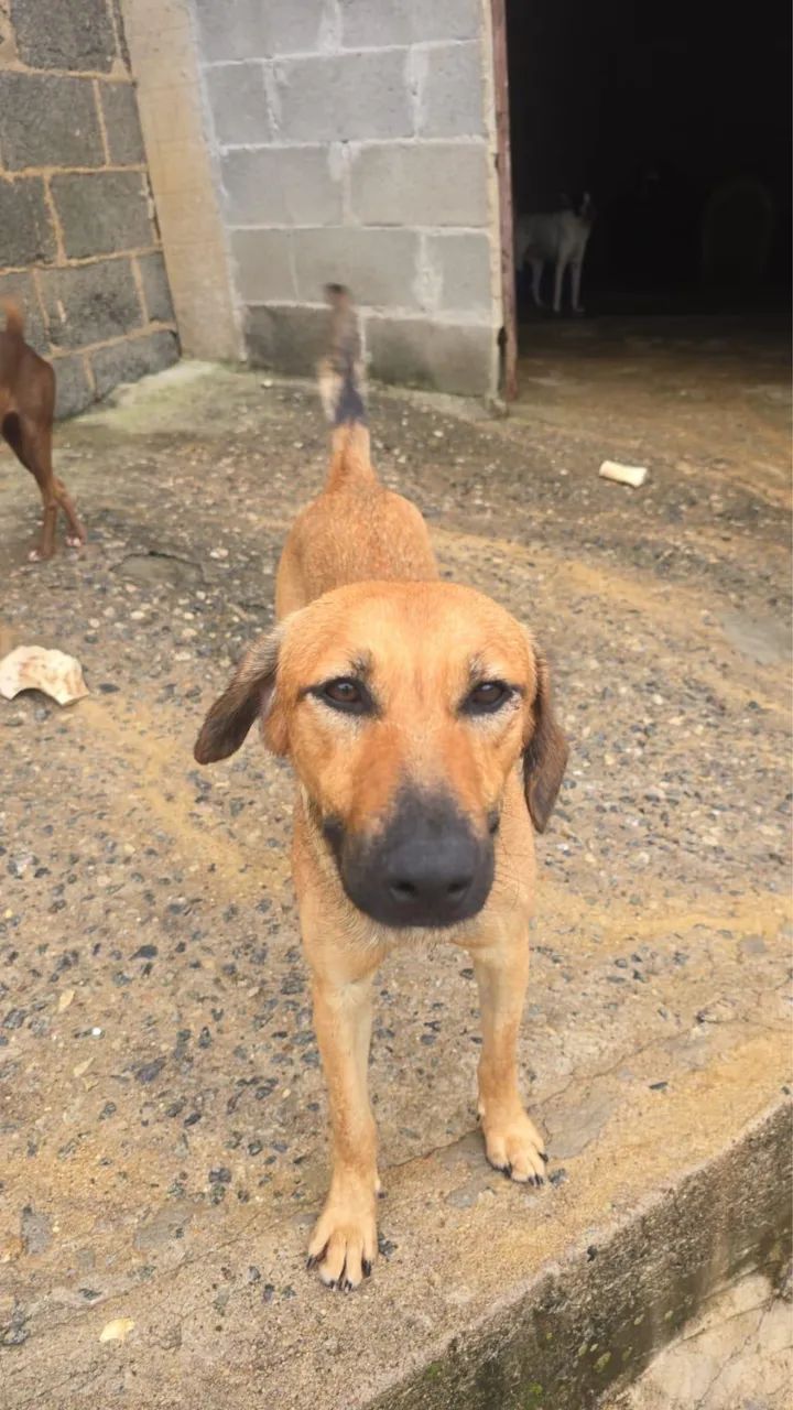 Cachorro Junior para adoção responsável