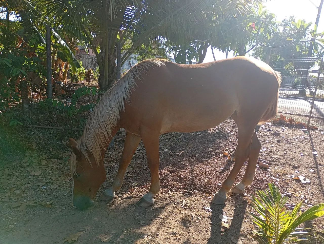 Égua QM x bretao  - Foto 4