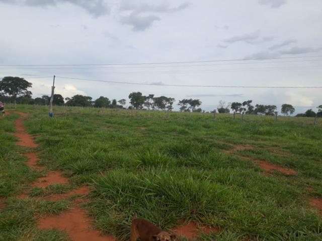 FAZENDA A VENDA EM NIOAQUE - MS (Pecuária) - Foto 4