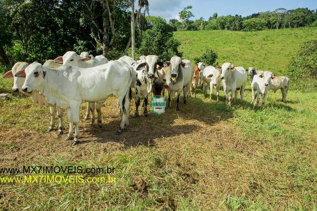 Ubaitaba. Fazenda de 50 Hectares a 4 km do asfalto. - Foto 20