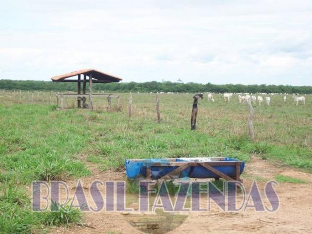 Fazenda em Barreiras. Oeste da Bahia - Foto 19