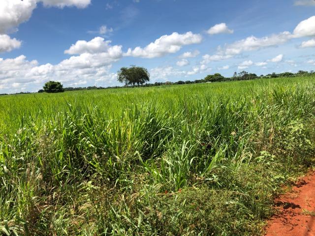 10.000 M2, Campo Novo do Parecis-MT, dentro da cidade - Foto 2