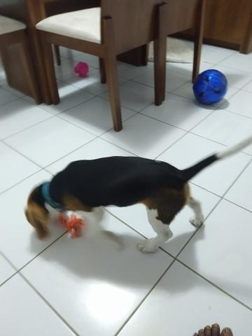 Beagle - Foto 4