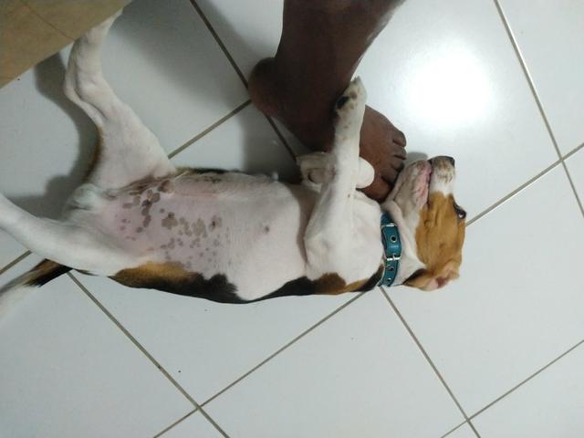 Beagle - Foto 3