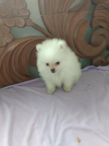 Lulu da pomeranea - Foto 3