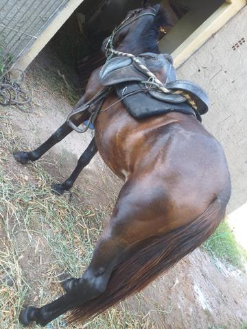 Potra mangalarga - Foto 2