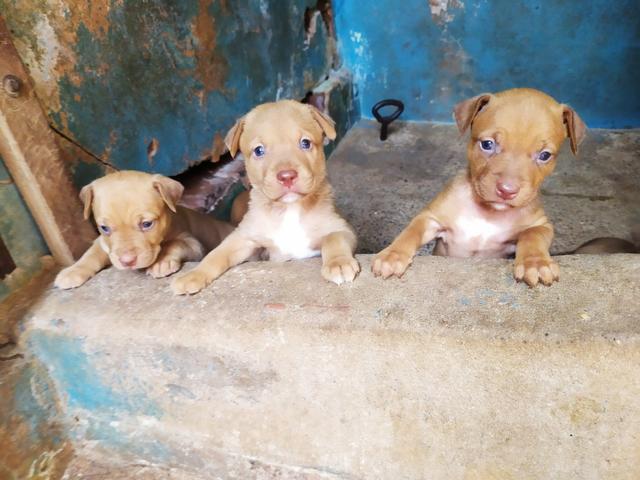 Vendo filhotes de Pitbull - Foto 2