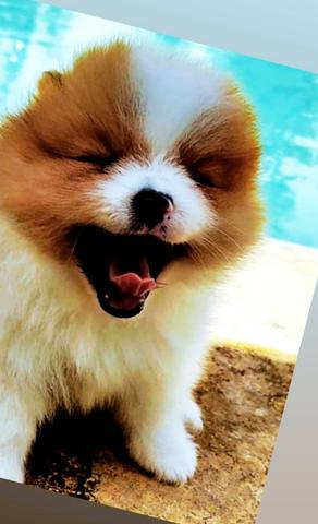 Lulu da Pomerânia (Spitz alemão anão linhagem importada - Foto 2